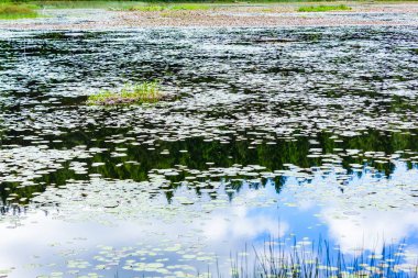 lily pad Gölü yansıması