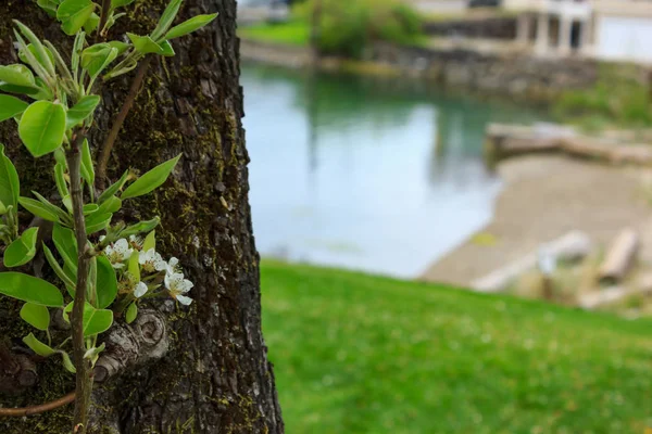 Árvore de fruto florescente com flores em ramos — Fotografia de Stock