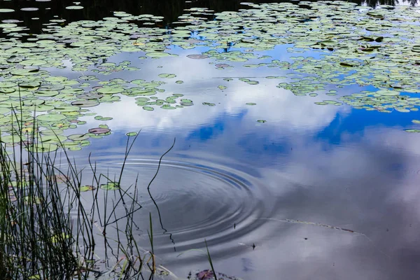lily pad lake ripple