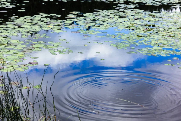 A ripple of water on the edge of a lake covered in lily pads with reeds on the edges