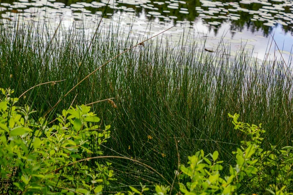 Γρασίδι δίπλα στη λίμνη lily pad — Φωτογραφία Αρχείου