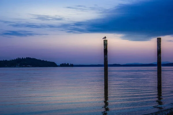 Seagulls på gamla stolpar i vattnet — Stockfoto
