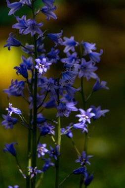 Güneşte uzun mor çiçekler