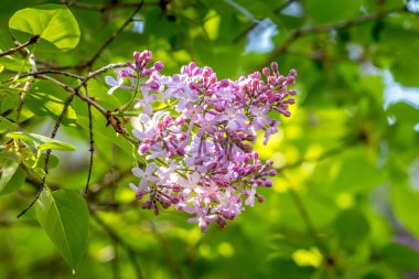 bir ağaç üzerinde vahşi pembe çiçekler