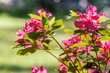 Çalının üzerinde pembe çiçekler