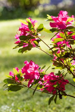 güneşin pembe çiçekli çalı