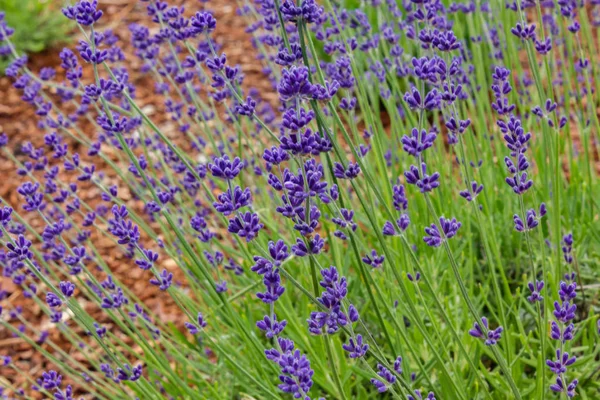 Viola cespuglio di lavanda selvatica — Foto Stock