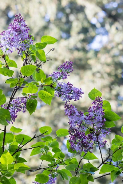 Flores silvestres púrpuras al sol — Foto de Stock