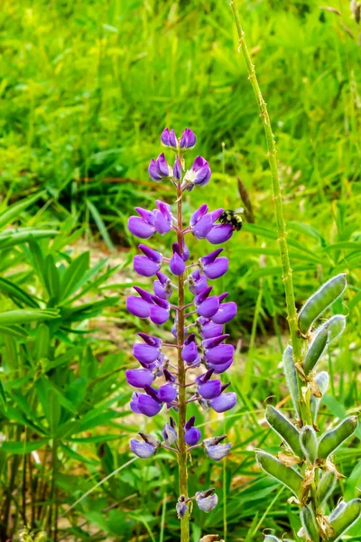 Ψηλό μοβ άνθη σε έναν κήπο — Φωτογραφία Αρχείου