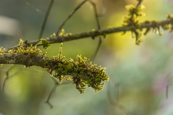 Twig bedekt met mos tijdens het gouden uur van ochtend — Stockfoto