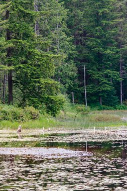gig Harbor kare göl kenarında Lilly yastıkları