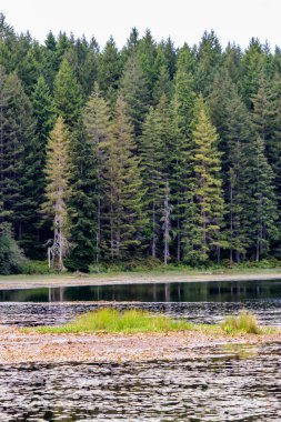 bir göl lilly yastıkları ile önünde uzun ağaçlar