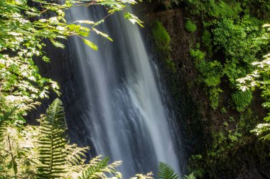 düşen akçaağaç yaprakları ve fern şelale