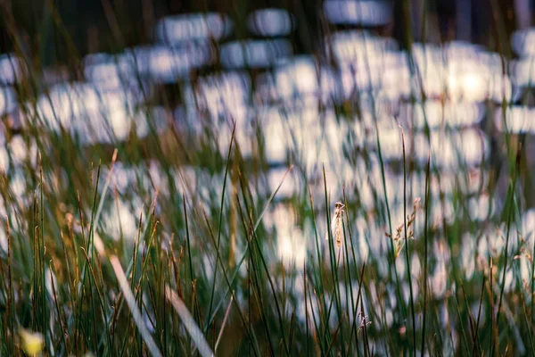 Přírodní trávy podél břehu jezera — Stock fotografie