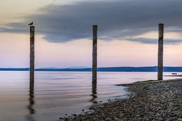 gün batımında kazık segull oturur