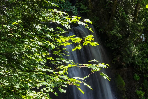 Bladeren en varens langs een uitkijk over waterval — Stockfoto