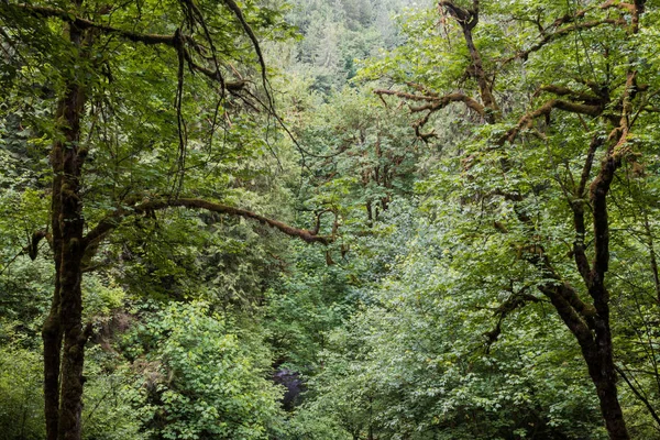 Boomtoppen in het dichte woud in de staat washington — Stockfoto