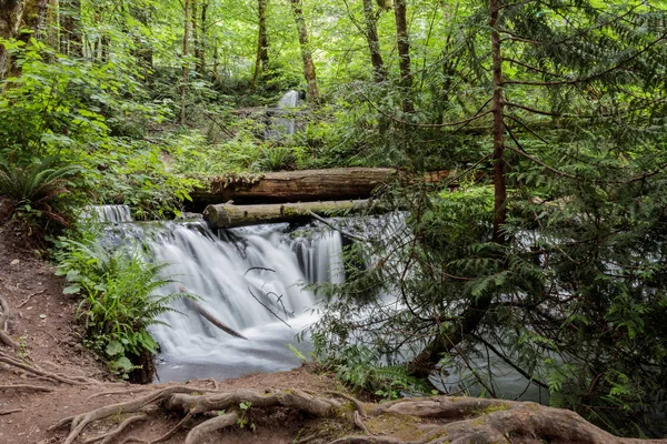 Kleiner Wasserfall fällt in Waldbecken — Stockfoto