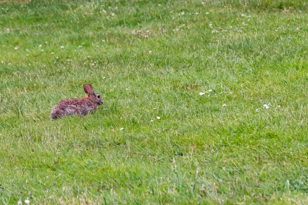 Malý králík na zelené trávě v létě — Stock fotografie