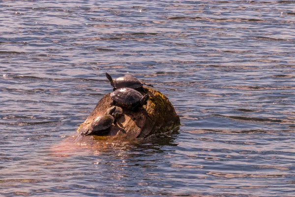 Черепаха на бревне в водах озера Вашингтон — стоковое фото