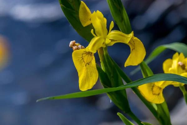 Iris salvaje amarillo contra aguas azules profundas — Foto de Stock