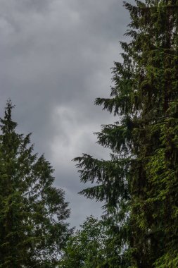 çam ağaçlarının altında karanlık gökyüzü