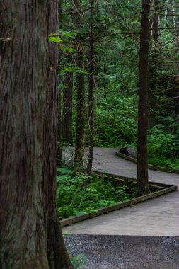 bir orman yoluyla lider tahta