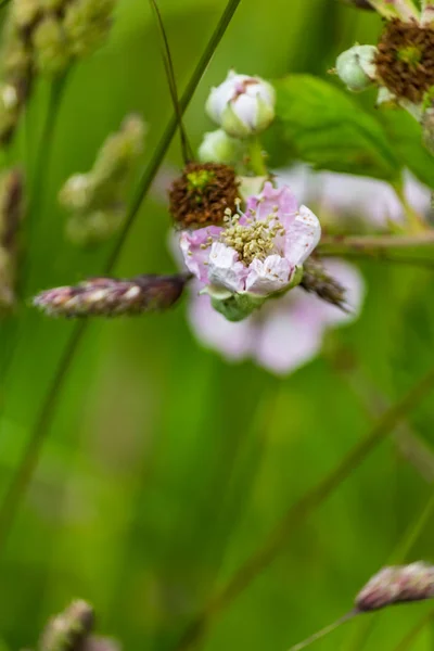 Berry çalılar üzerinde soluk pembe çiçek — Stok fotoğraf