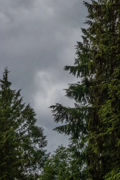 çam ağaçlarının altında karanlık gökyüzü