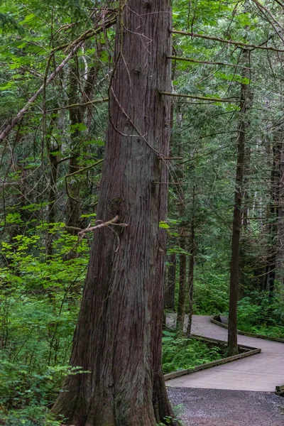 Boardwalk sık çam ormanı