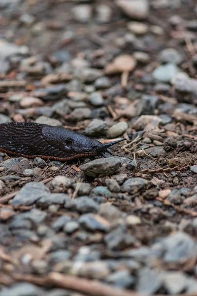 Duży ślimak slimy na ścieżkę — Zdjęcie stockowe