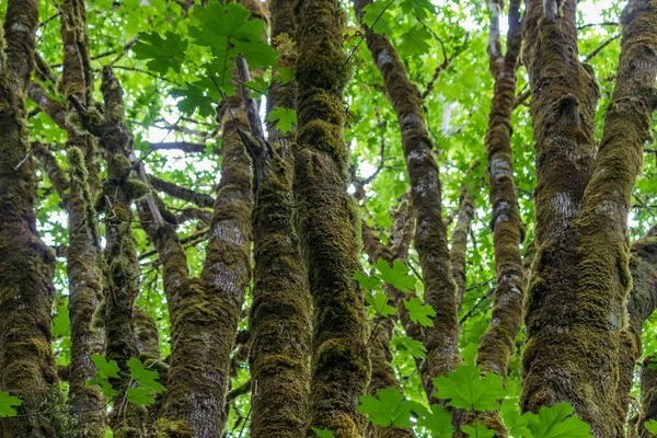 Verde vivo de árboles de musgo y hojas —  Fotos de Stock