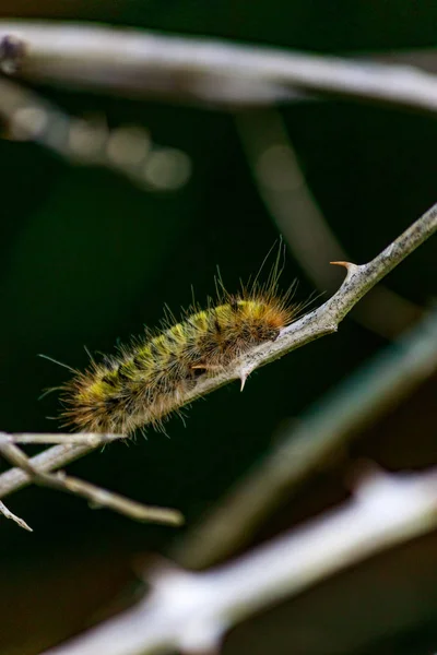 Caterpillar on thorns — Stock Photo, Image