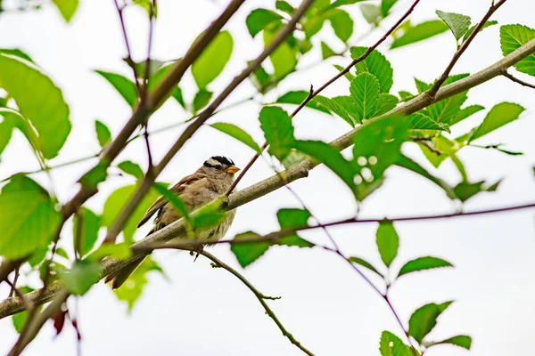 Finch sitter i vårens träd — Stockfoto