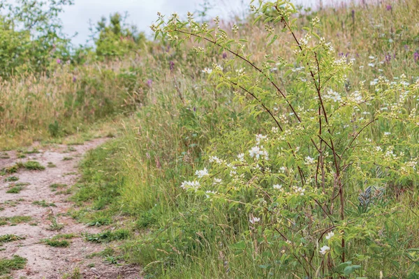 Feldweg verläuft zwischen Wald und Feld — Stockfoto