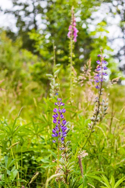 草中的紫色毛地黄 — 图库照片