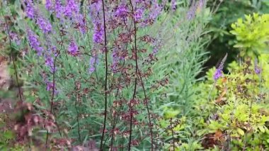 Arılar bahçede buzz