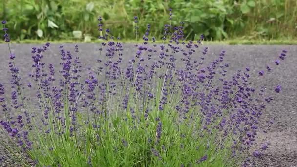 Bienen Bestäuben Einen Lavendelstrauch Wegesrand — Stockvideo