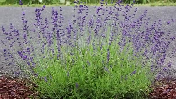 Lavendelstrauch mit bestäubenden Bienen — Stockvideo
