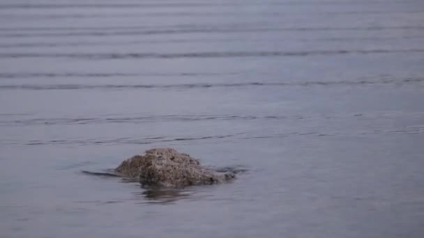 Rock och havet i solnedgången — Stockvideo