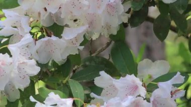 beyaz çiçek çiçek arı