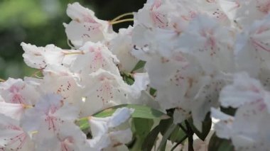 bloom washington eyaletinde çalıların beyaz ormangülü