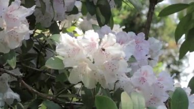 arı beyaz ormangülü çiçek üzerinde yakınlaştırma