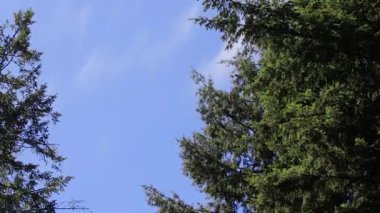 bahar ağacı üstleri hafif rüzgarda