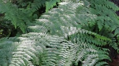 fern çalılar üzerinde su damlaları