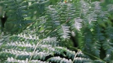 arı kadar ıslak eğrelti otları aşağı kaydırma toprakları