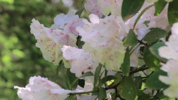 Белые кусты рододендрона в цвету — стоковое видео