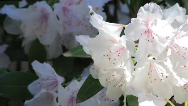 Пчелы, ныряющие в белые цветы — стоковое видео