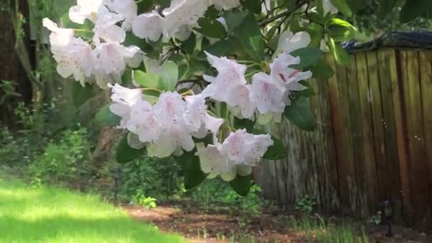 Bahçede çiçek açan bush sulama yağmurlama — Stok video