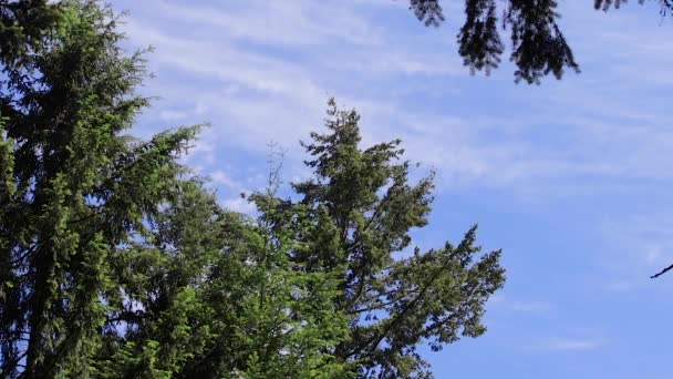 Ramo de pinho contra o céu azul no vento na primavera — Vídeo de Stock